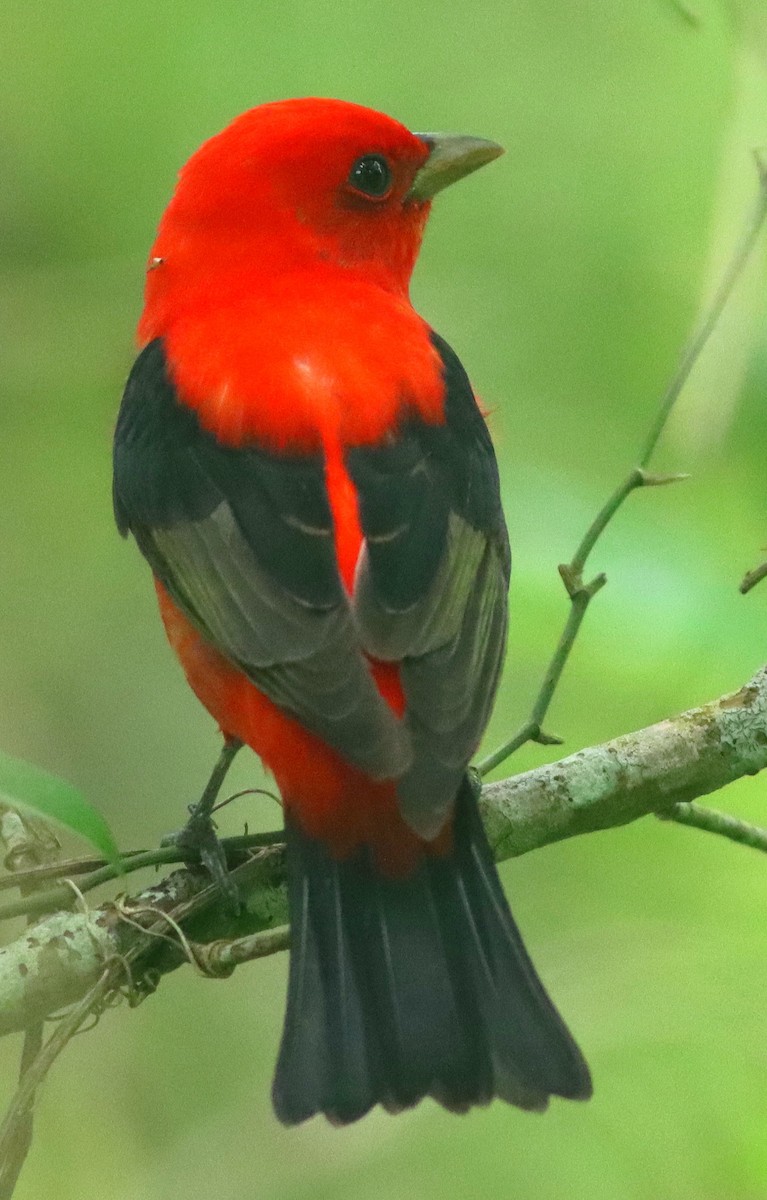Scarlet Tanager - Phillip Wallace