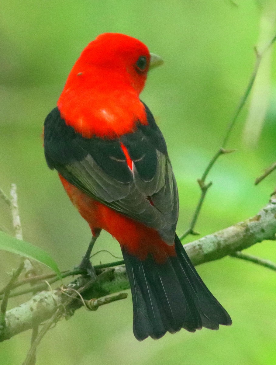Scarlet Tanager - Phillip Wallace