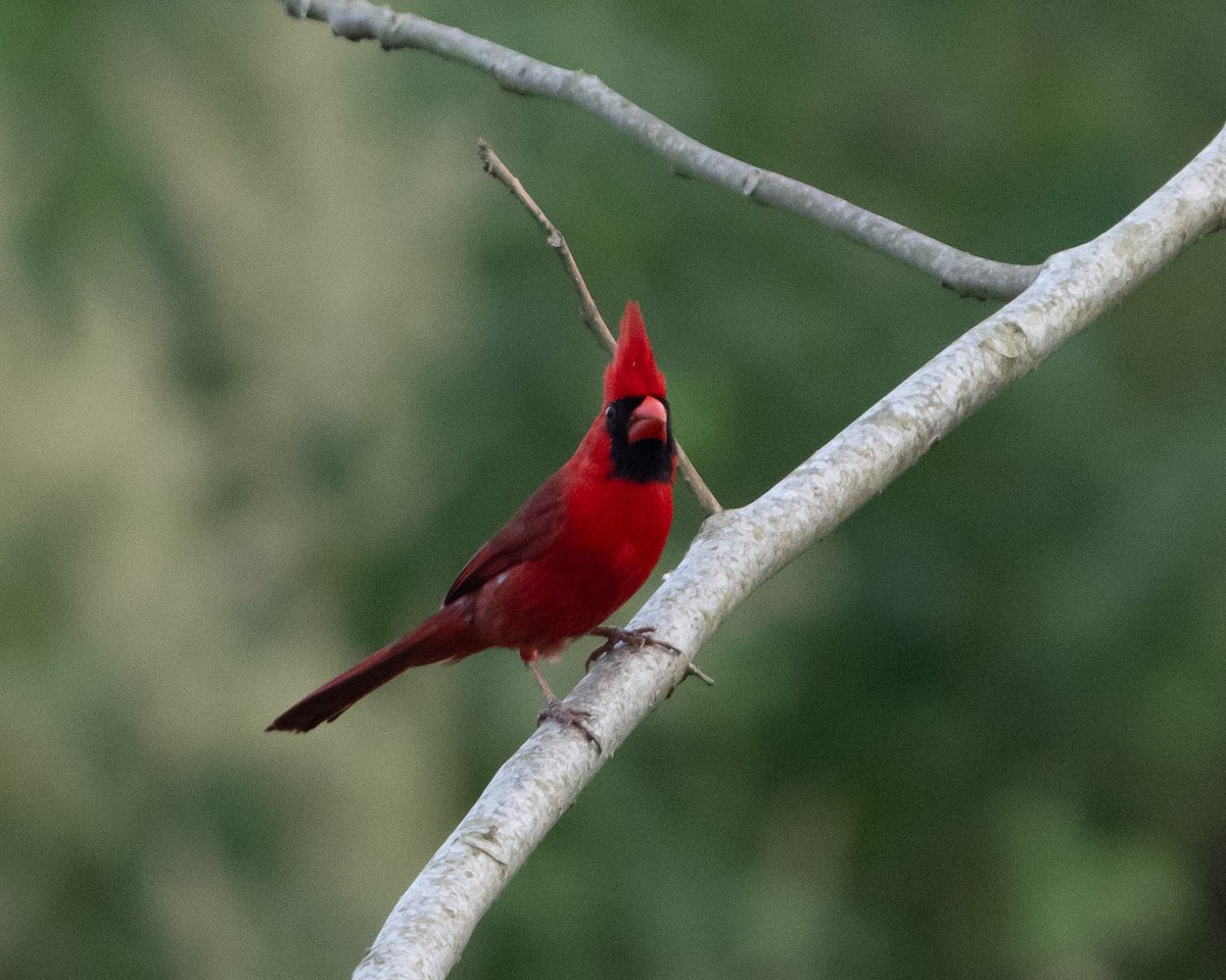 Cardinal rouge - ML618209854