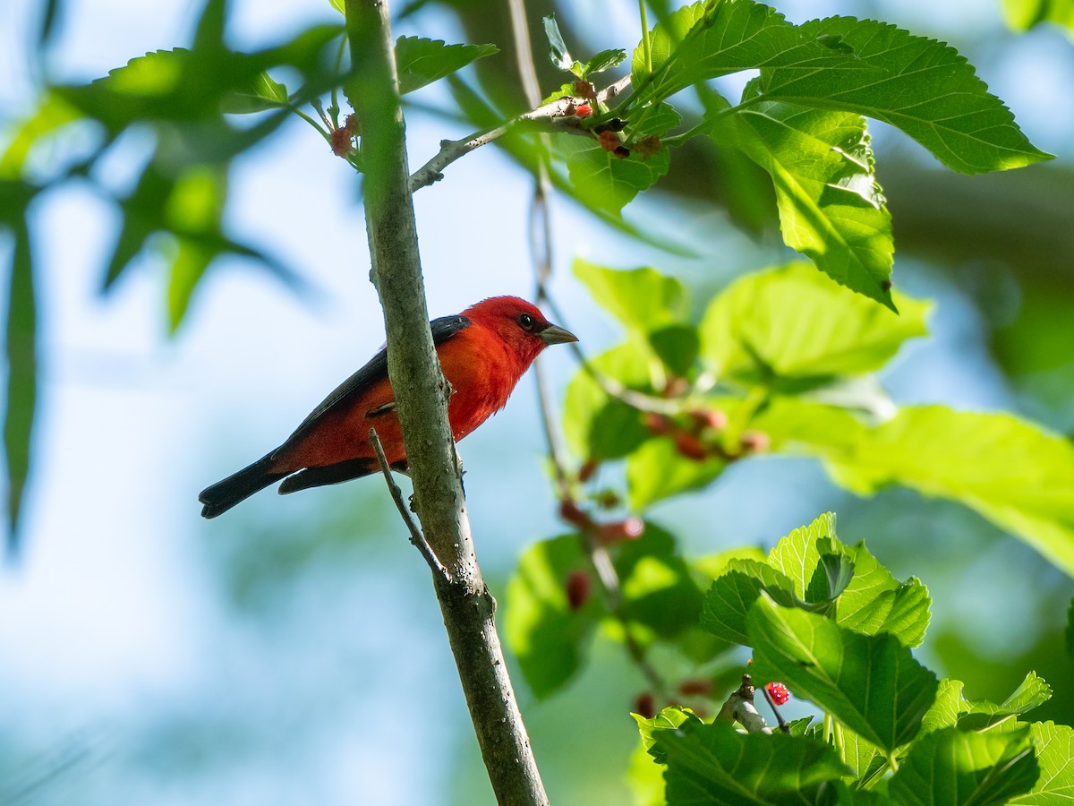 Scarlet Tanager - ML618209883