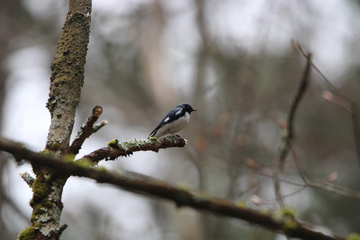 Black-throated Blue Warbler - ML618209895