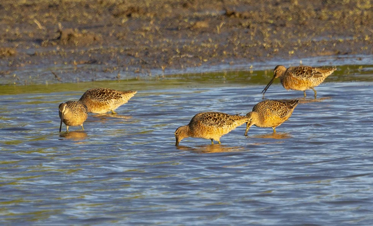 Long-billed Dowitcher - Don Rose
