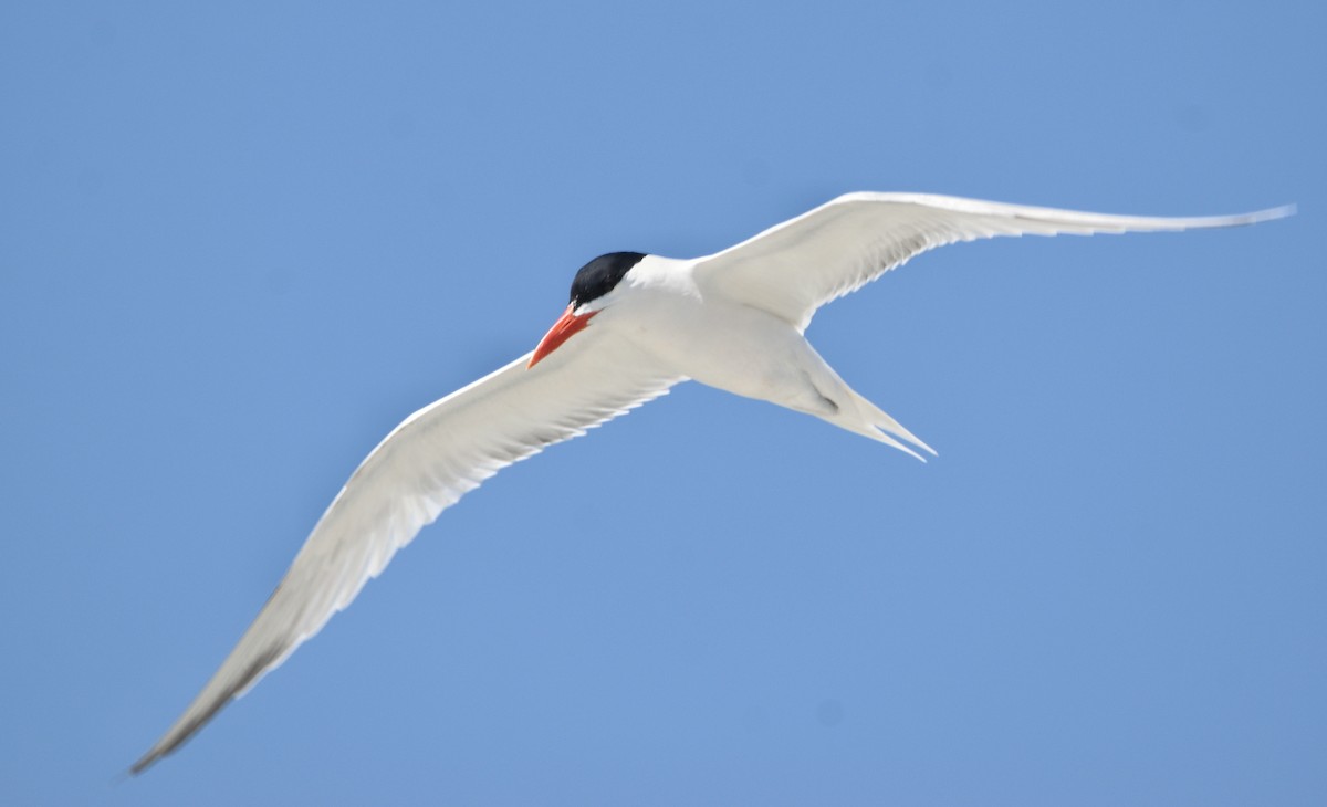 Royal Tern - Cyrus Allen
