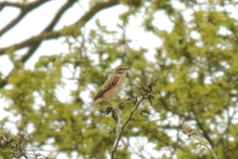 Whinchat - ML618209934