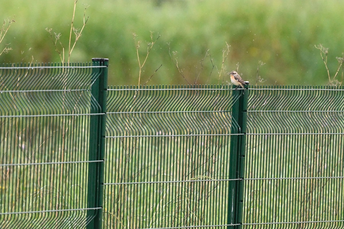 Whinchat - ML618209963