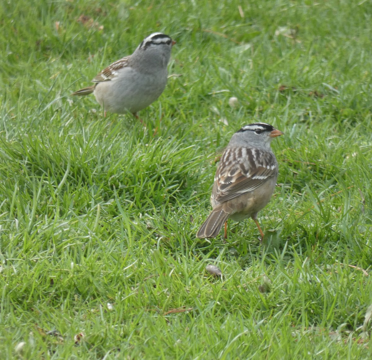 White-crowned Sparrow - Daphne Christie