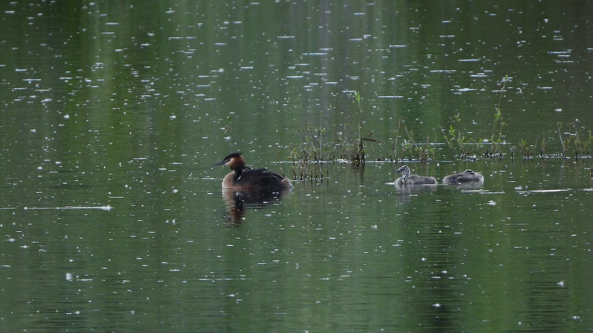 Great Crested Grebe - ML618209966