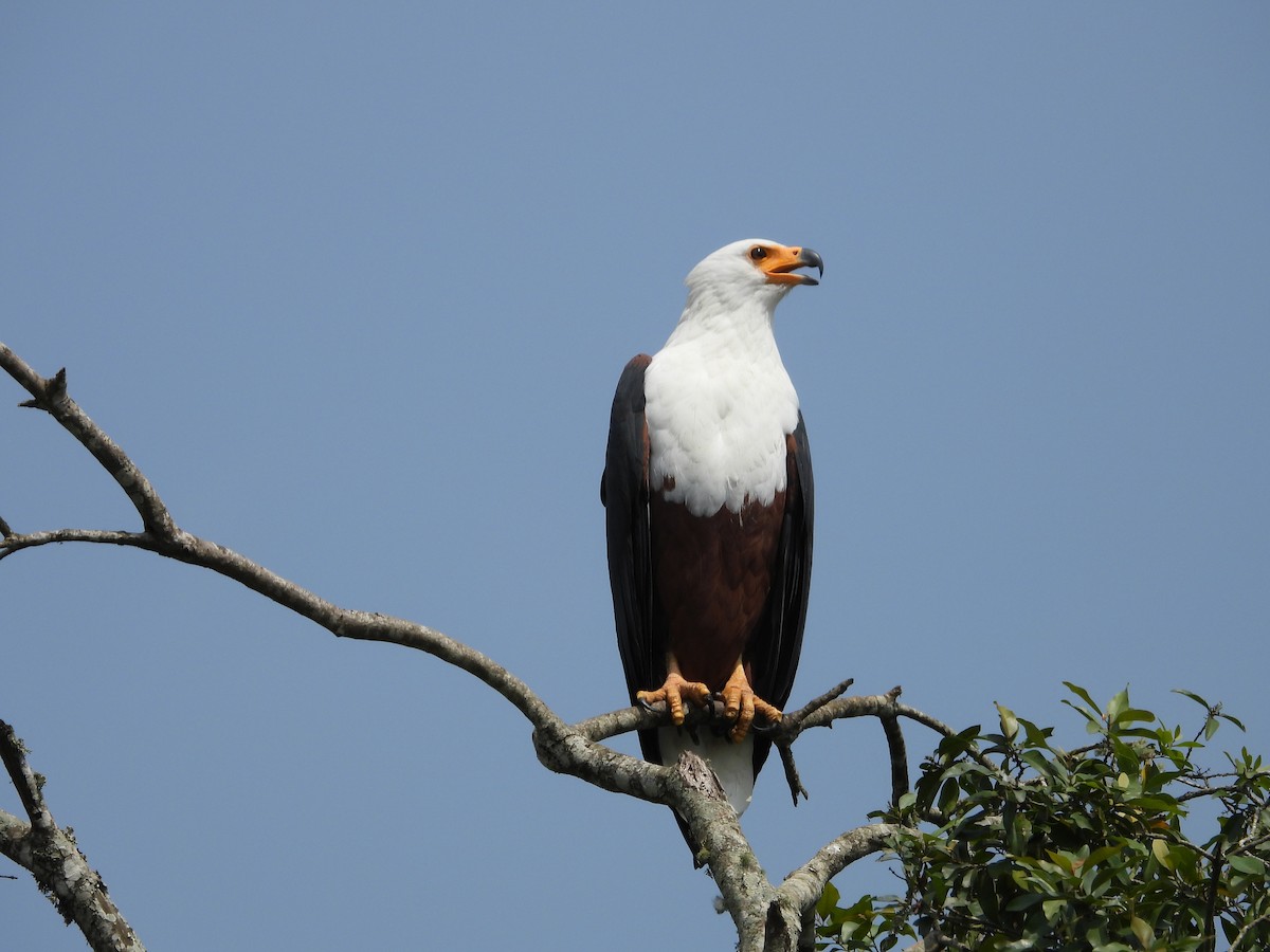 African Fish-Eagle - ML618209983