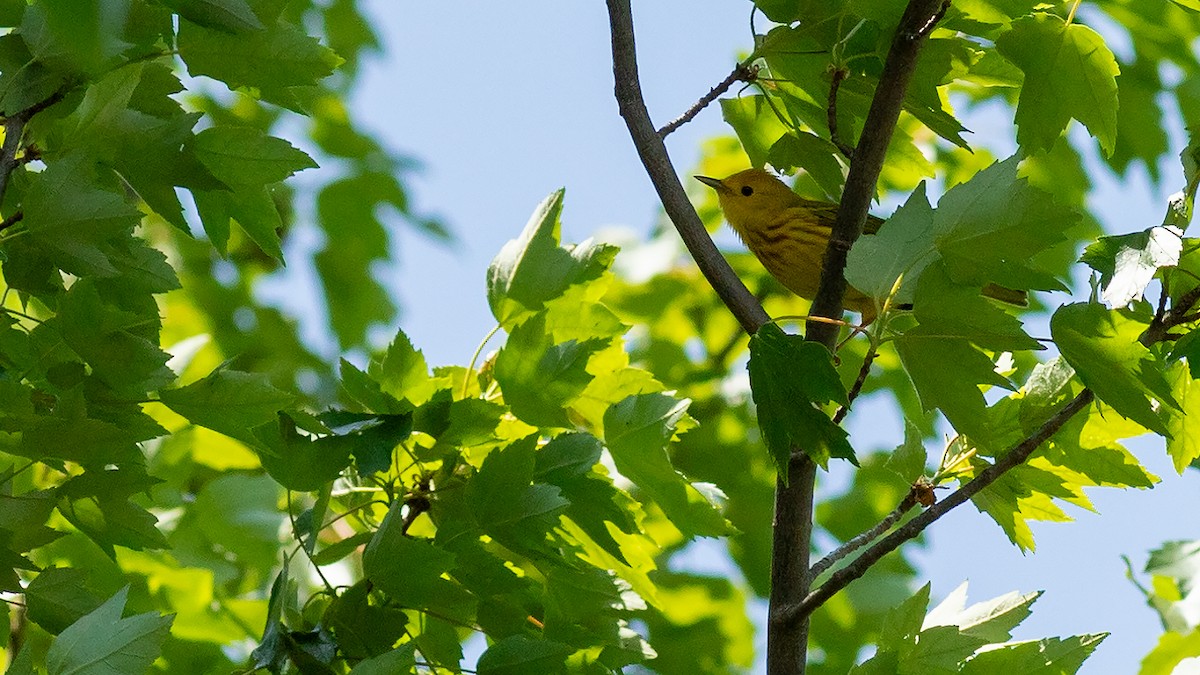 Yellow Warbler - ML618210002