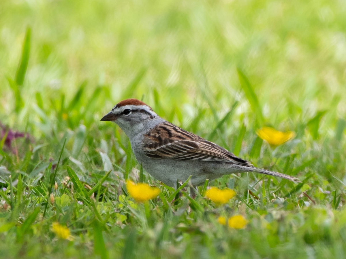 Chipping Sparrow - Ava Kornfeld