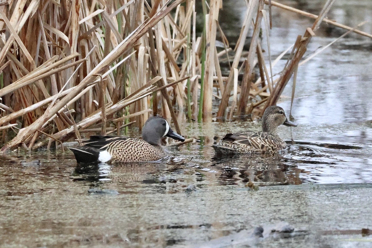 Blue-winged Teal - ML618210114