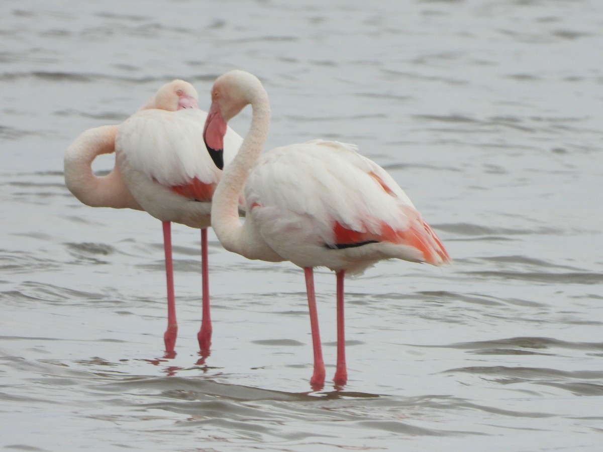 Greater Flamingo - ML618210159