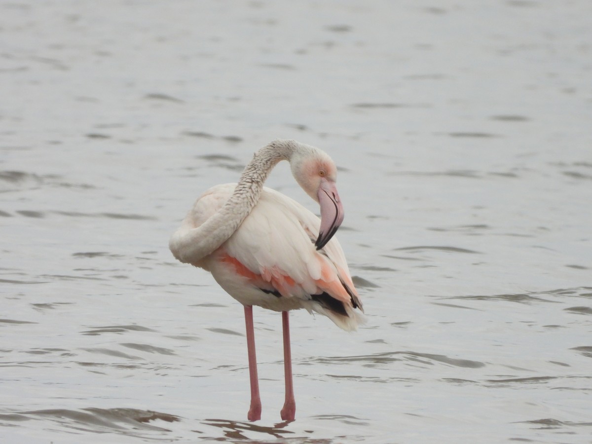 Greater Flamingo - Haydee Huwel