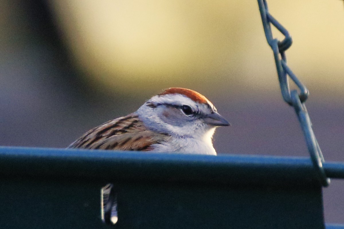 Chipping Sparrow - ML618210186