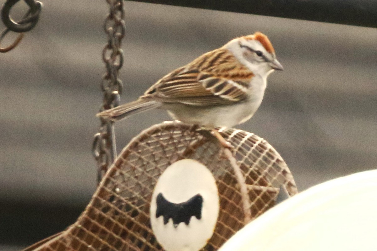 Chipping Sparrow - walter sliva