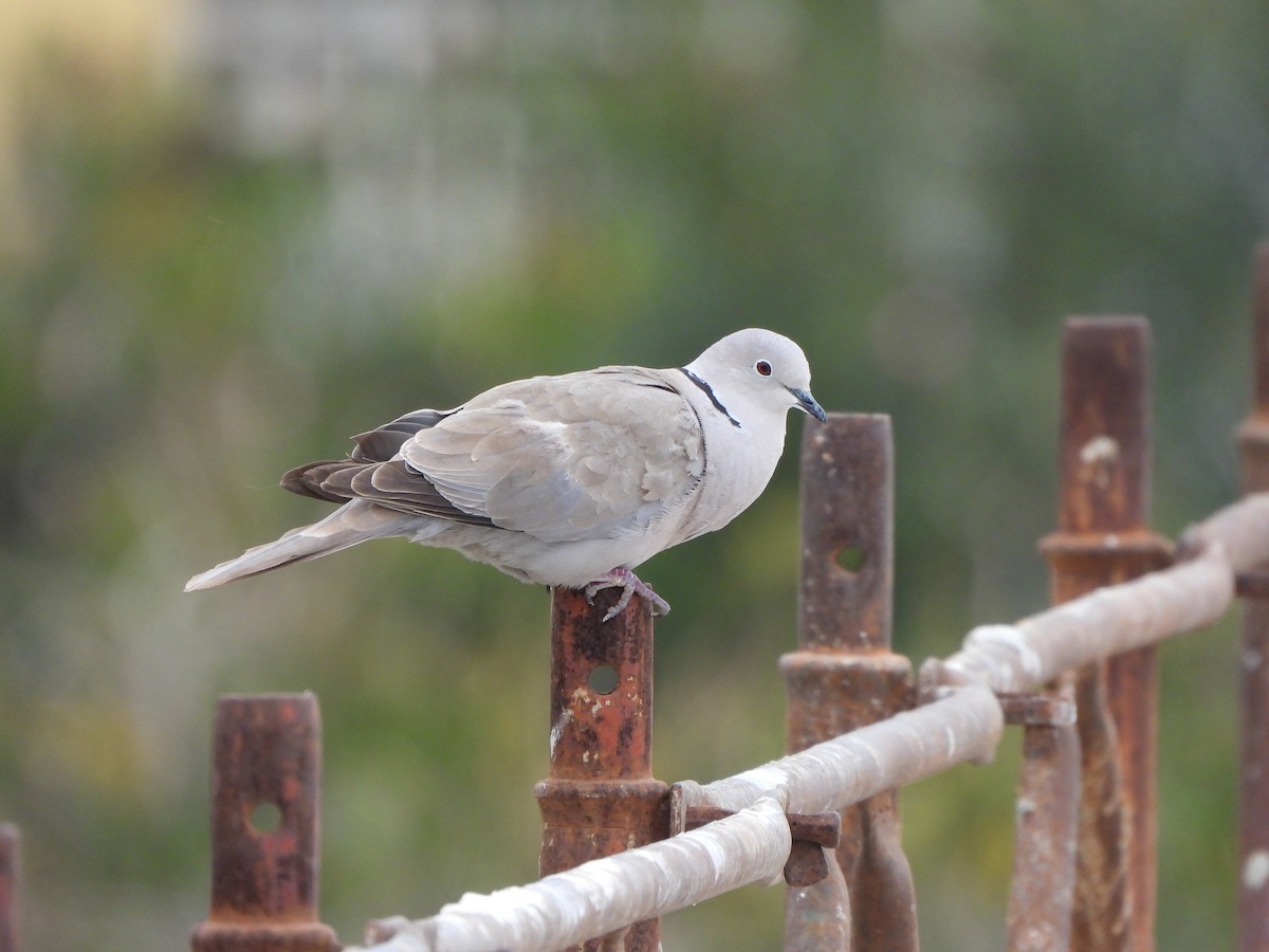 Eurasian Collared-Dove - Haydee Huwel