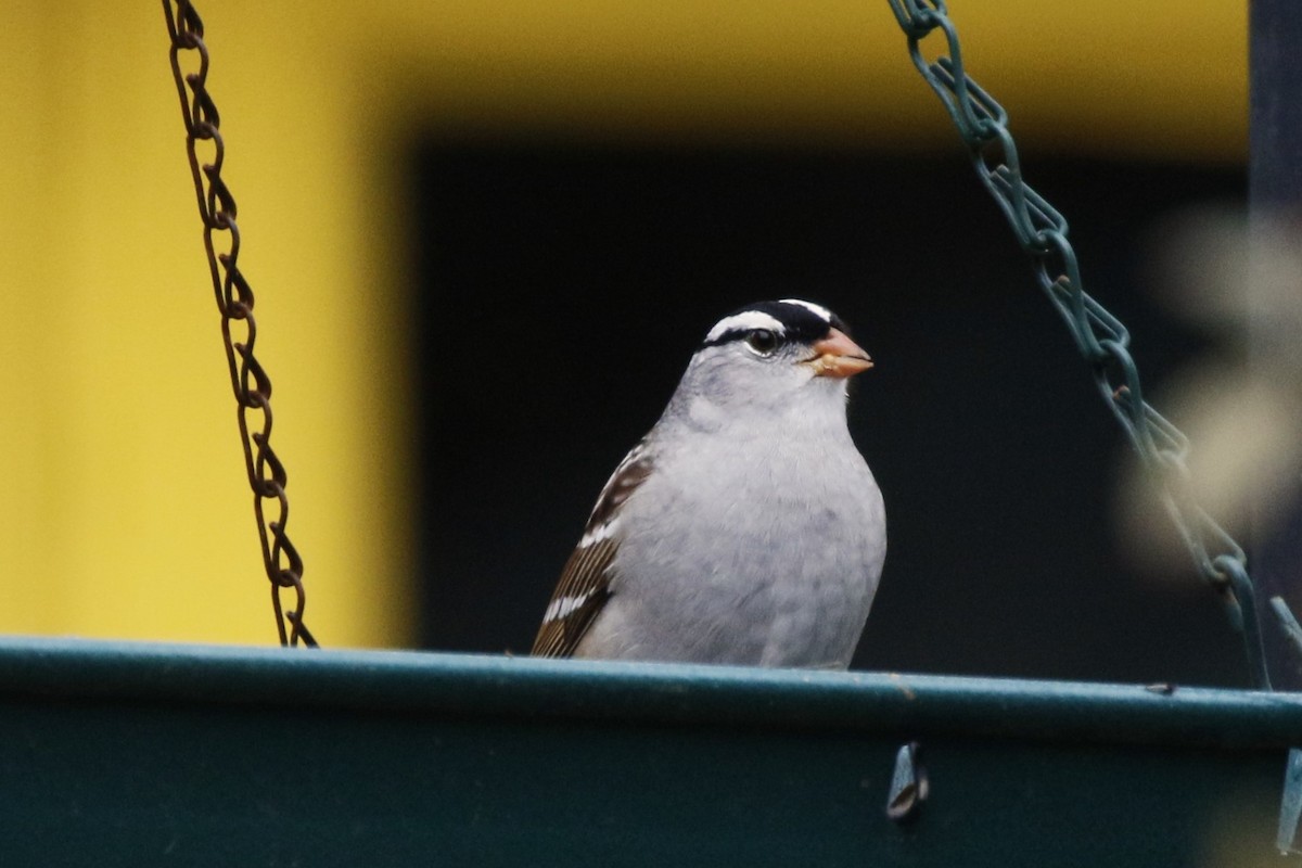 White-crowned Sparrow - walter sliva