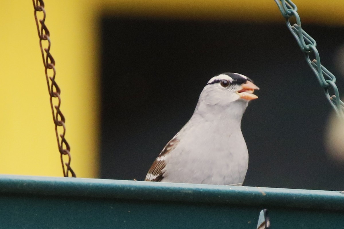 White-crowned Sparrow - walter sliva