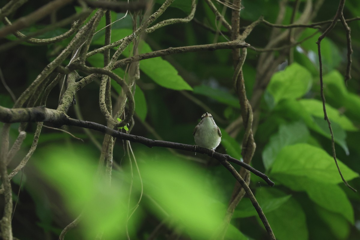 Pale-legged Leaf Warbler - Chi-Hsuan Shao
