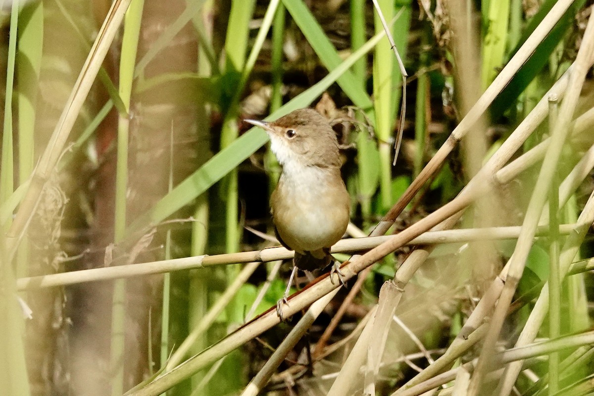 Common Reed Warbler - ML618210246