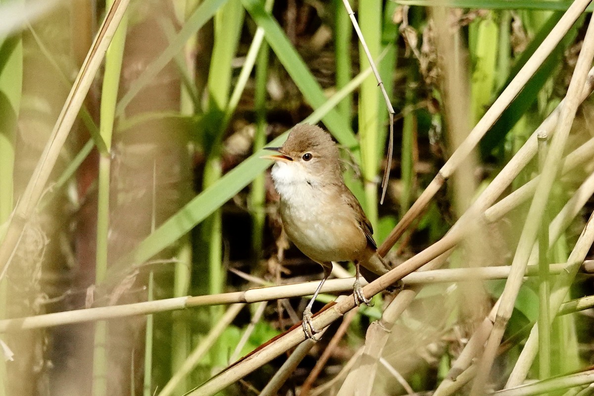 Common Reed Warbler - ML618210247