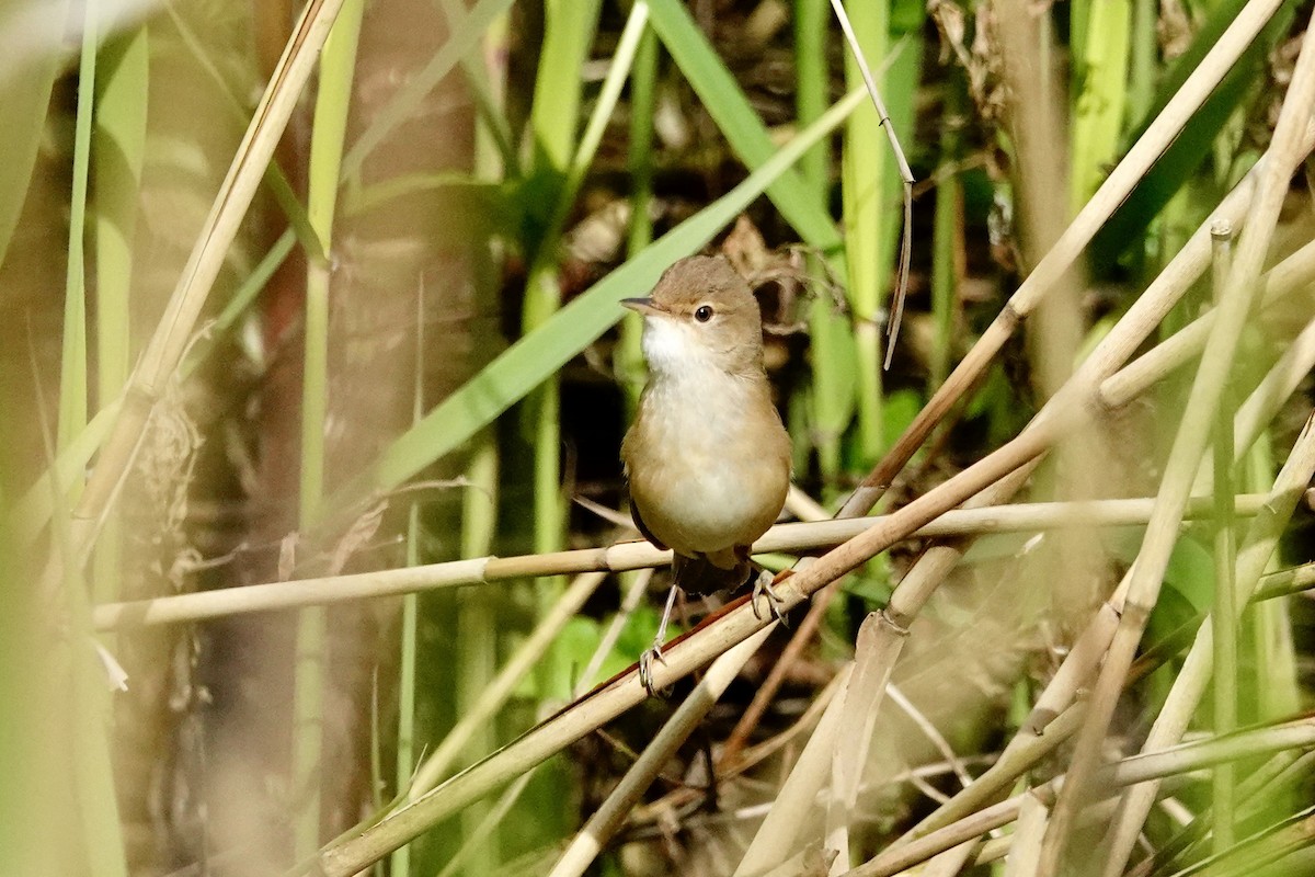 Common Reed Warbler - ML618210248