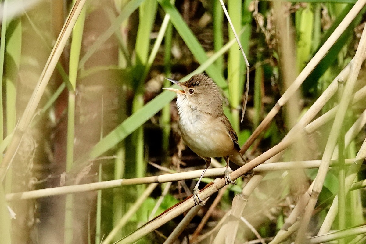 Common Reed Warbler - ML618210249