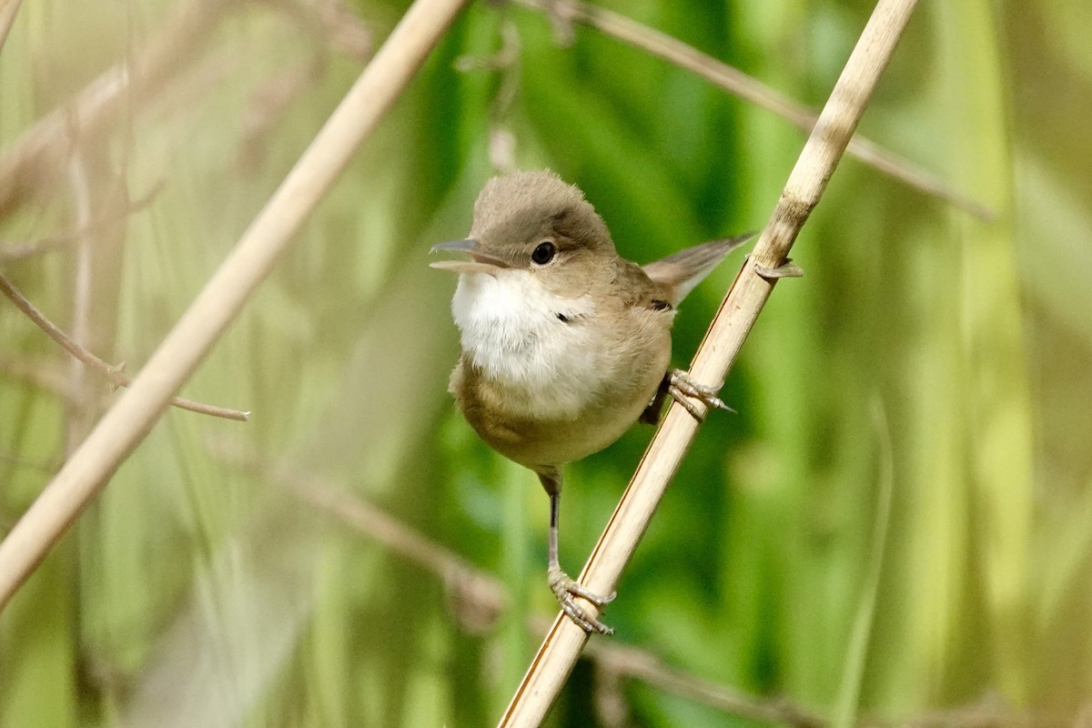 Common Reed Warbler - ML618210250
