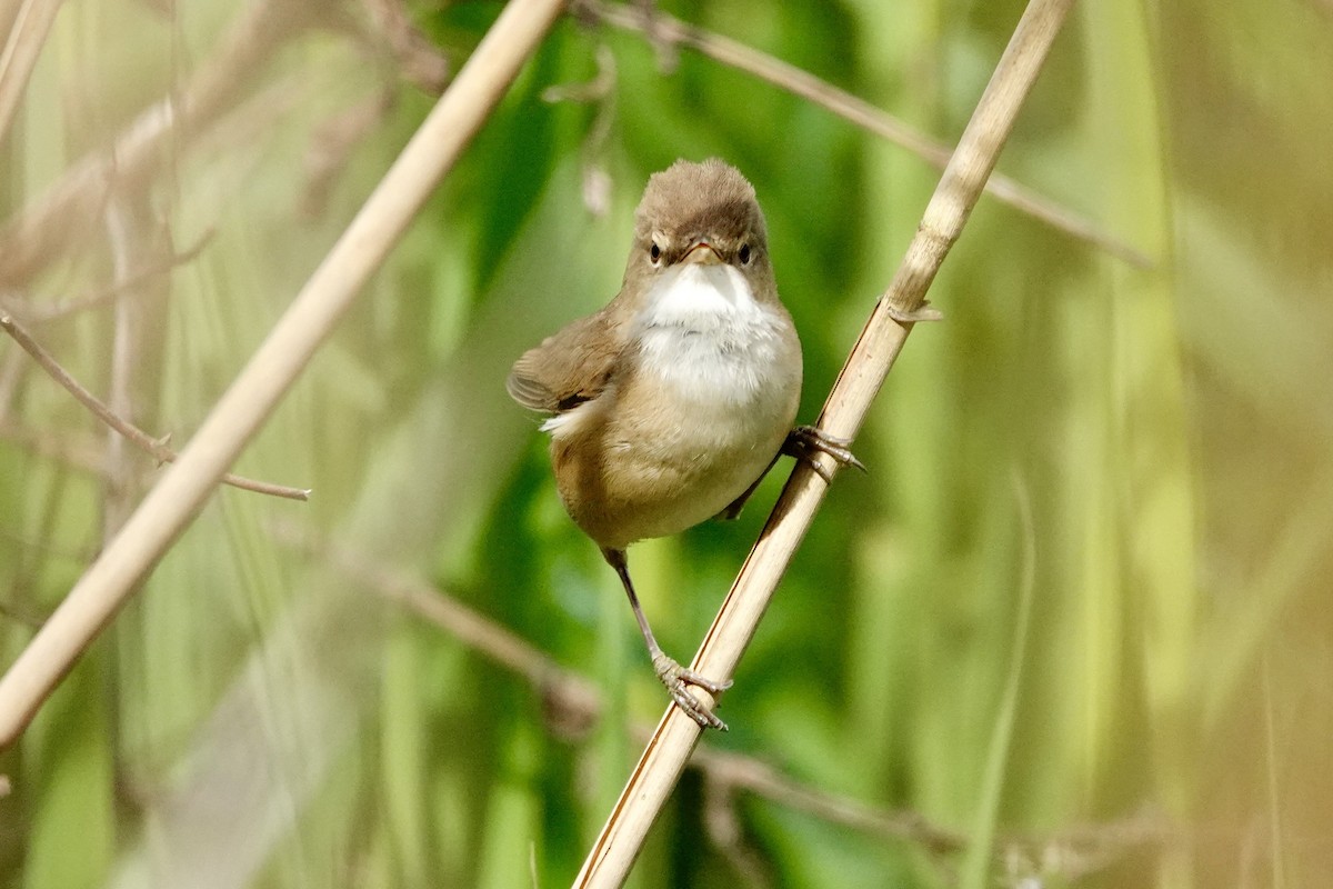 Common Reed Warbler - ML618210251