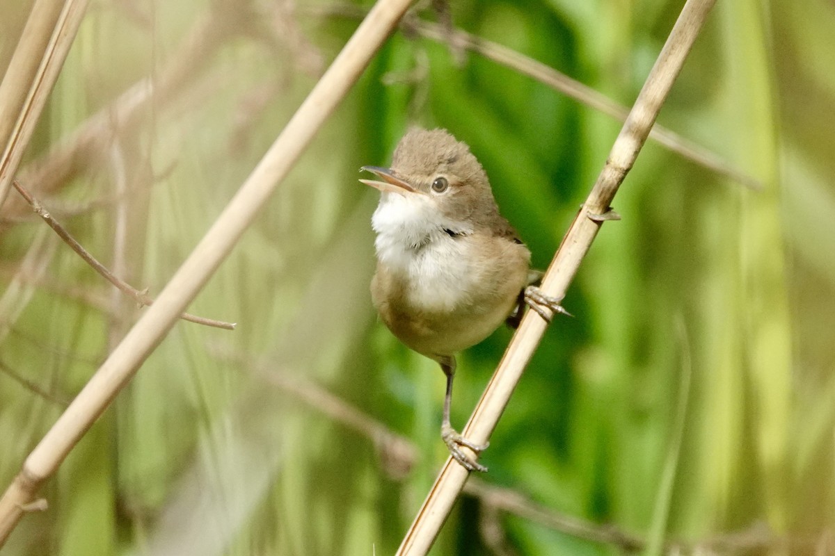 Common Reed Warbler - ML618210252