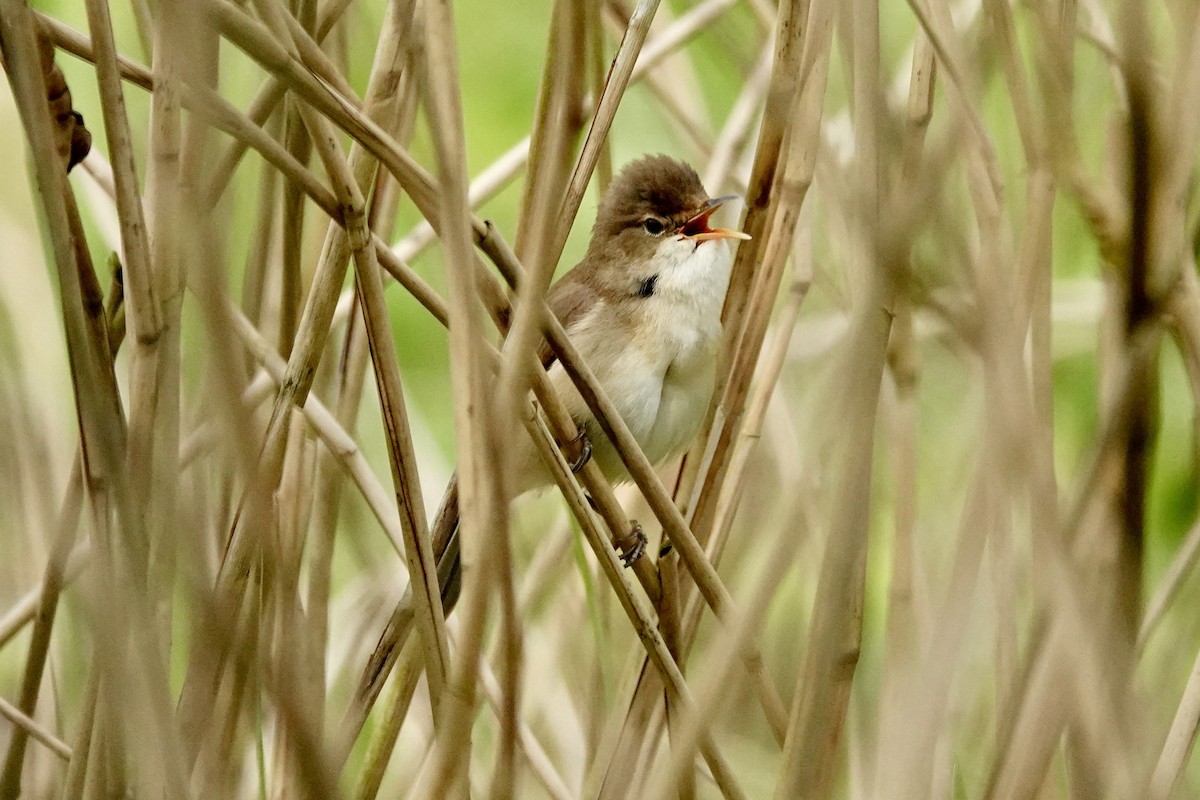 Common Reed Warbler - David Ratcliffe