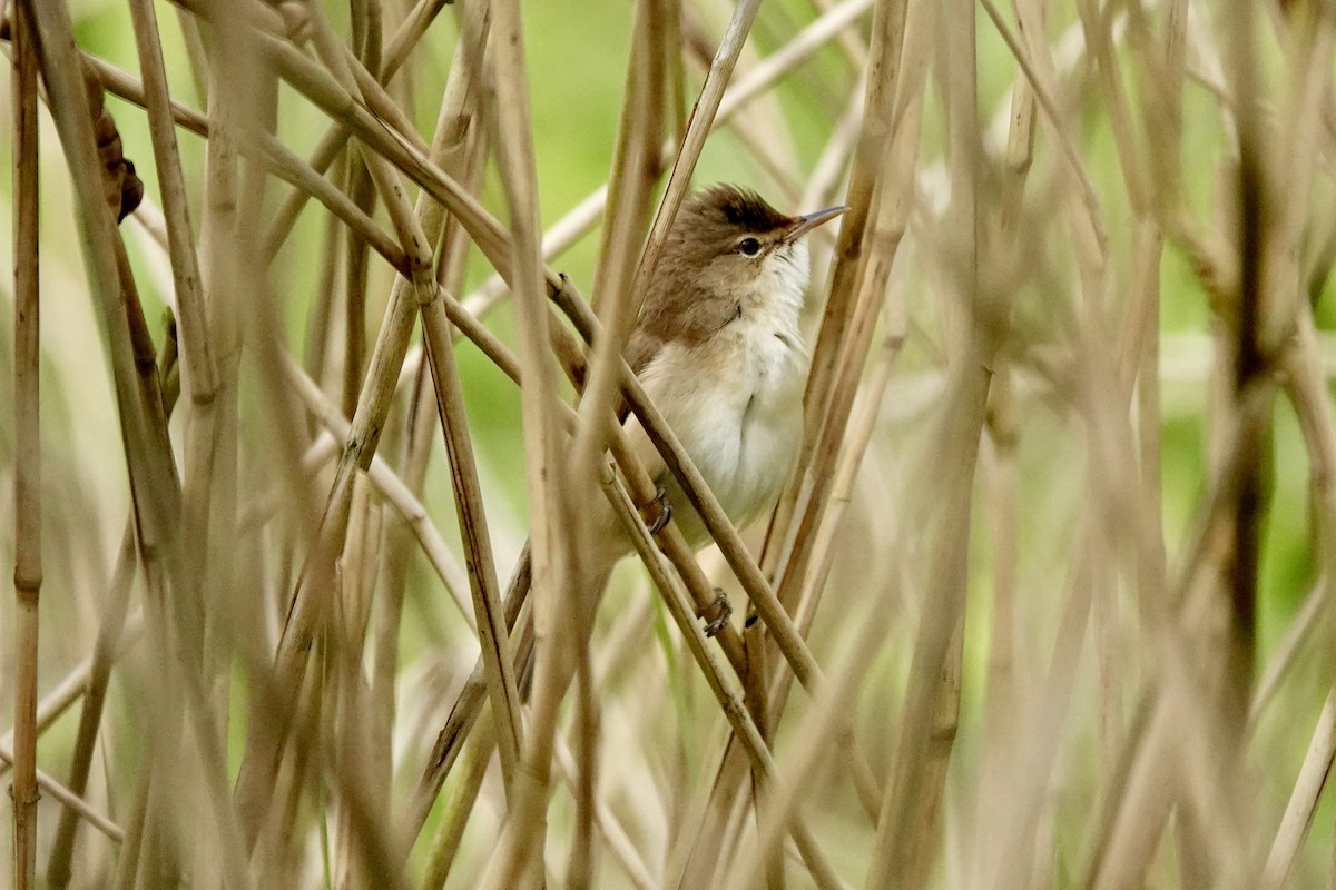 Common Reed Warbler - ML618210254