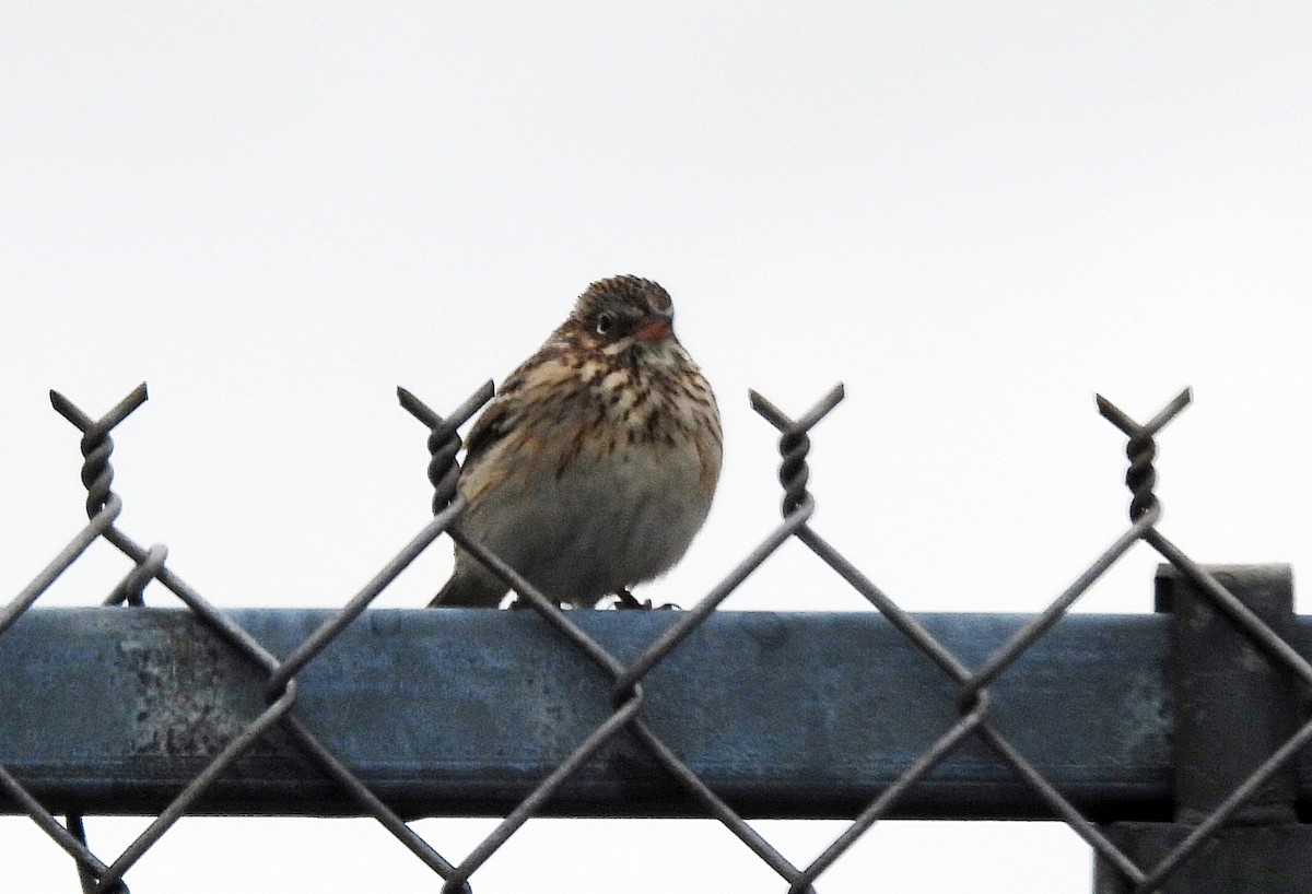 Vesper Sparrow - ML618210266