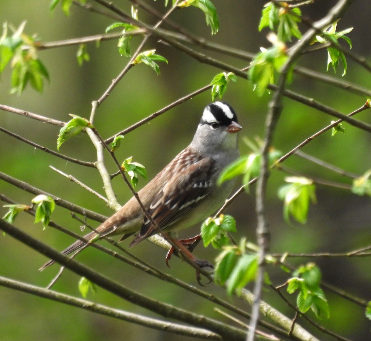 White-crowned Sparrow - Jennifer Bowman