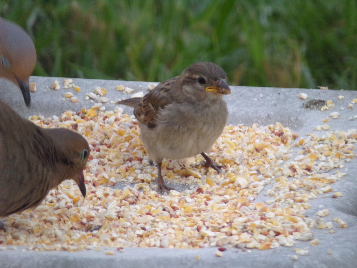 House Sparrow - Texas Bird Family