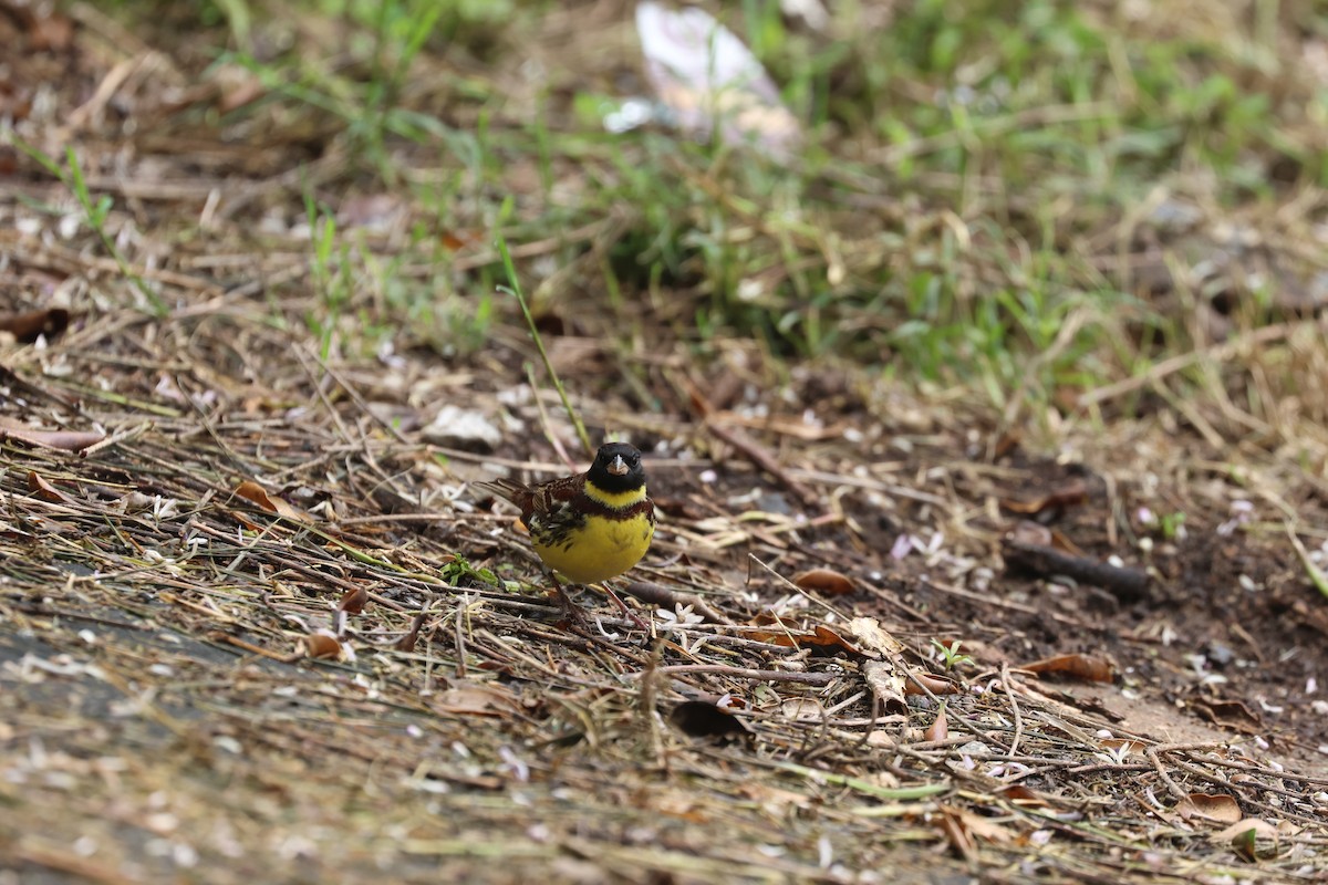 Yellow-breasted Bunting - ML618210359