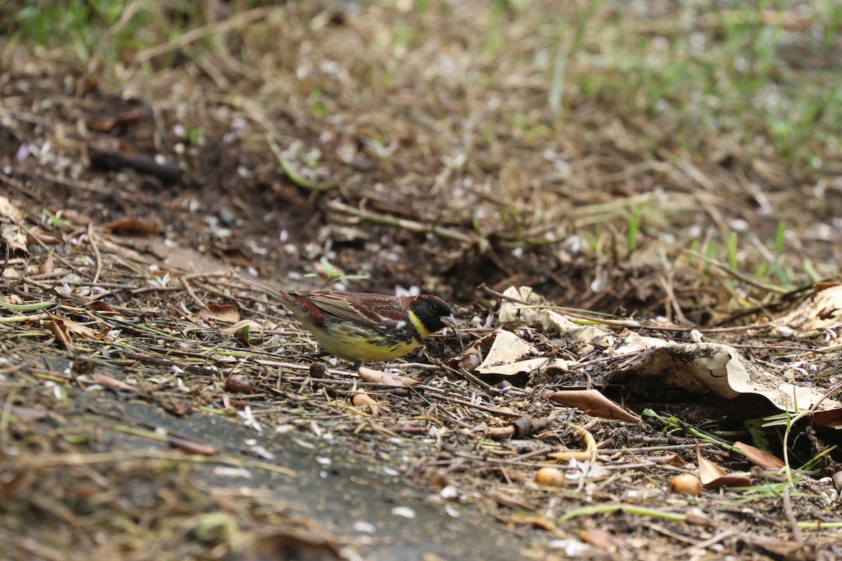 Yellow-breasted Bunting - Chi-Hsuan Shao