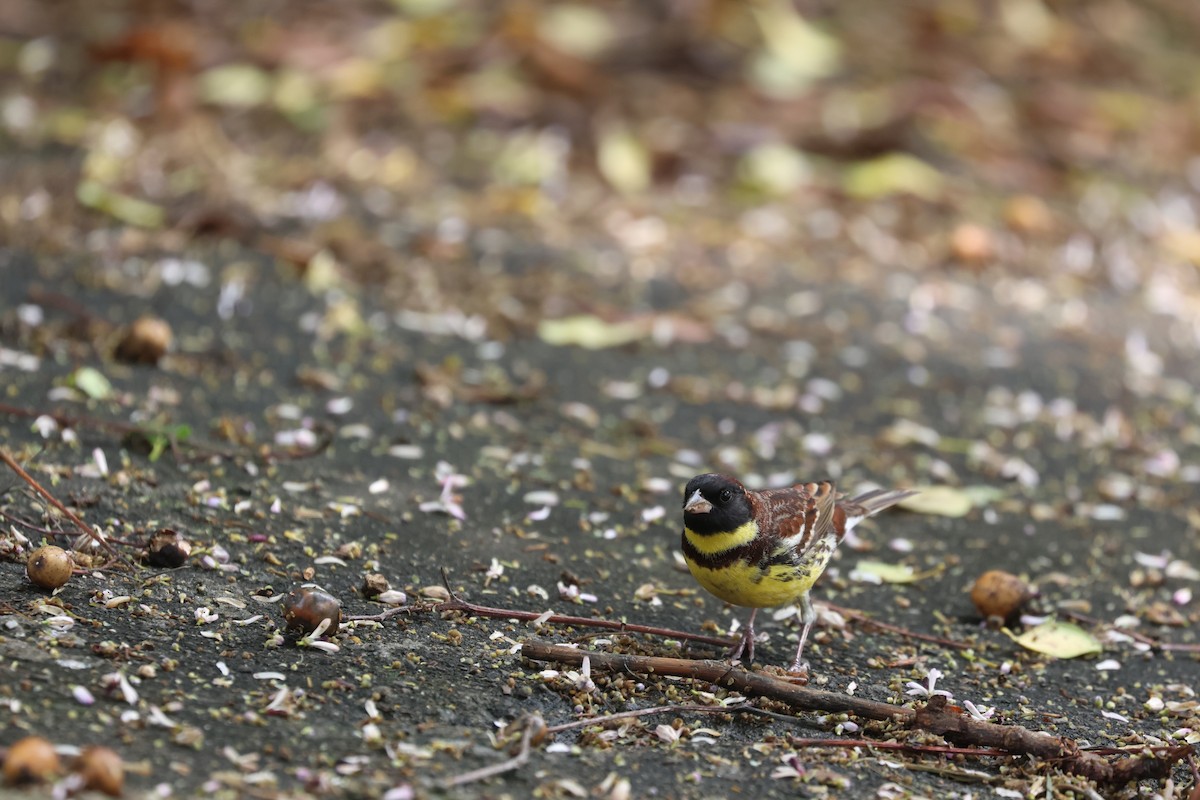 Yellow-breasted Bunting - ML618210388