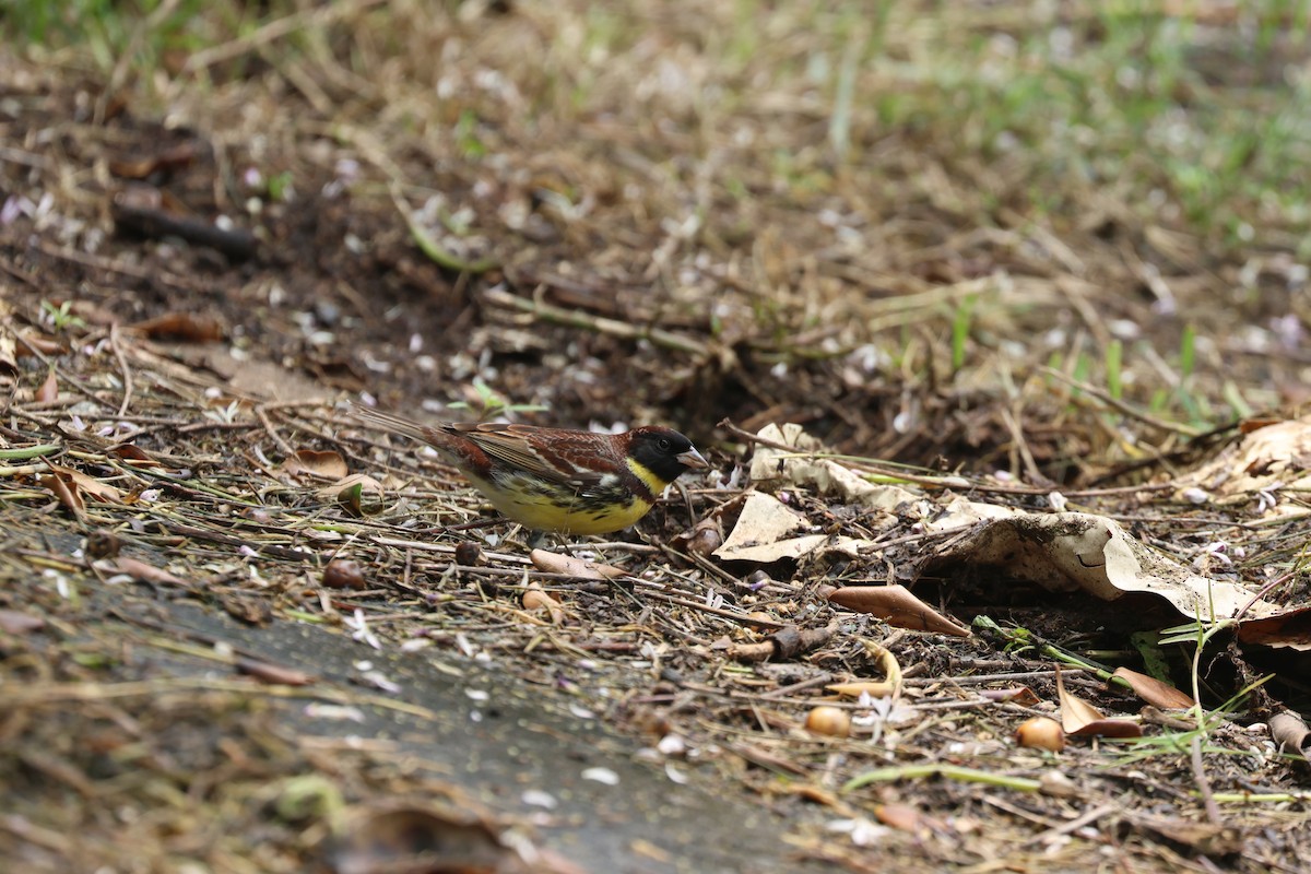Yellow-breasted Bunting - ML618210391