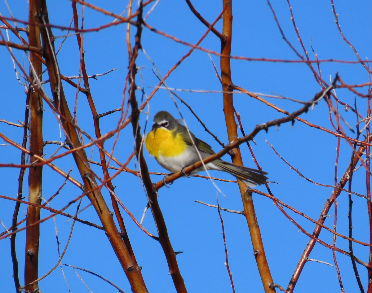 Yellow-breasted Chat - ML618210410