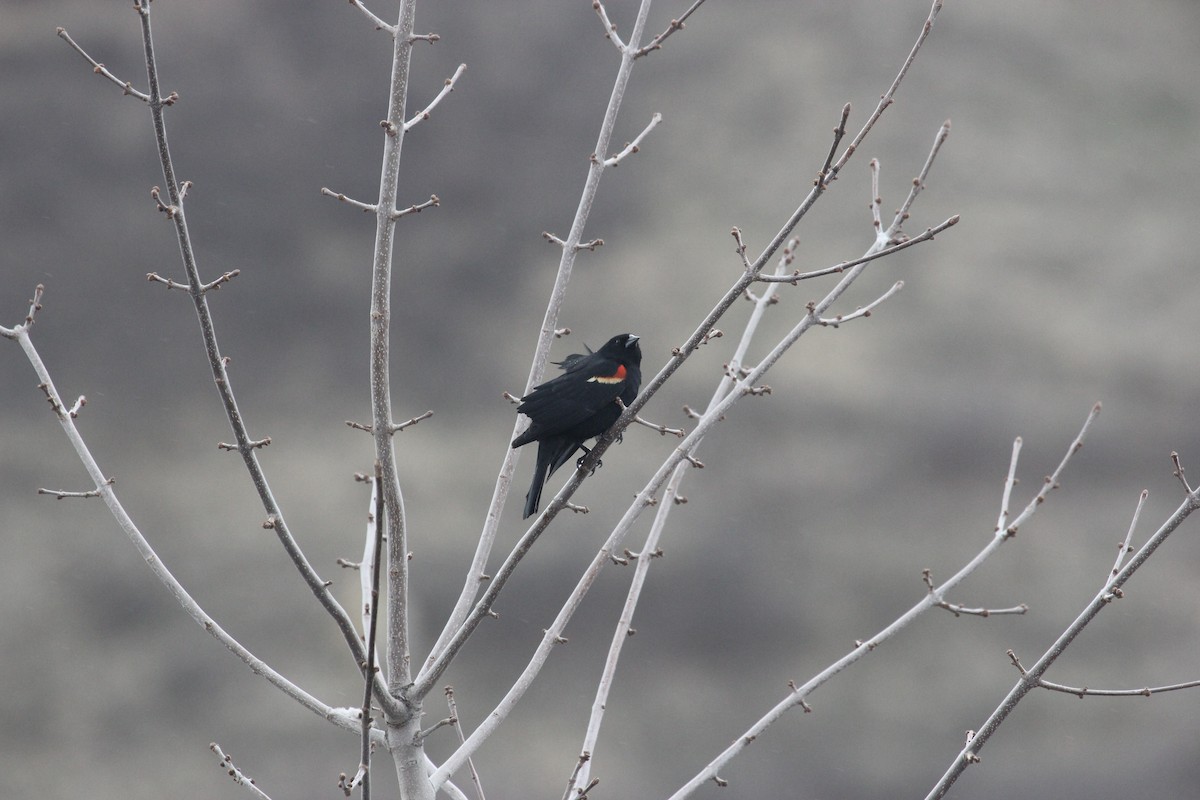 Red-winged Blackbird - Kareem Elgebali