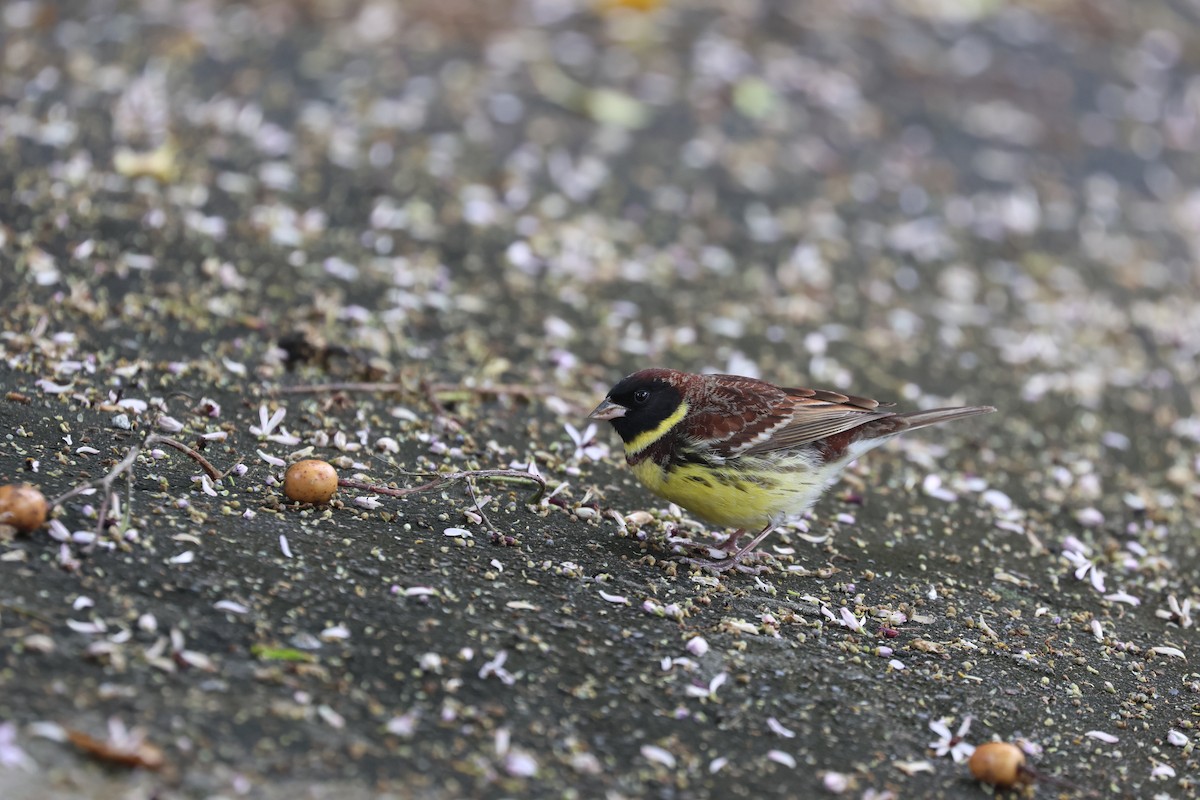 Yellow-breasted Bunting - ML618210437