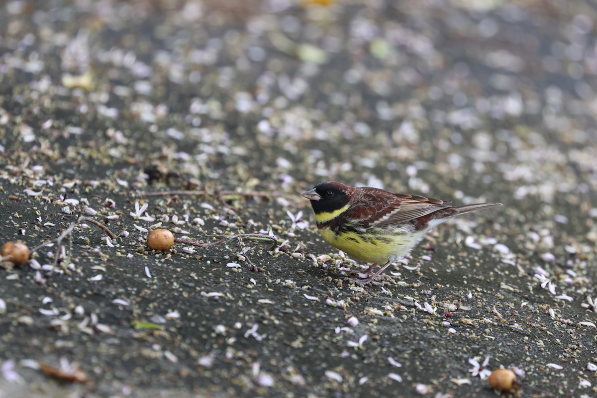 Yellow-breasted Bunting - ML618210438