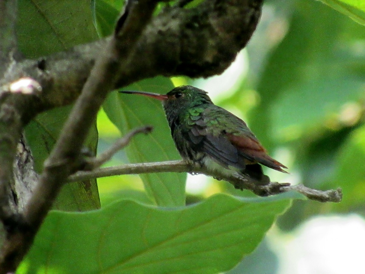 Rufous-tailed Hummingbird - ML618210464