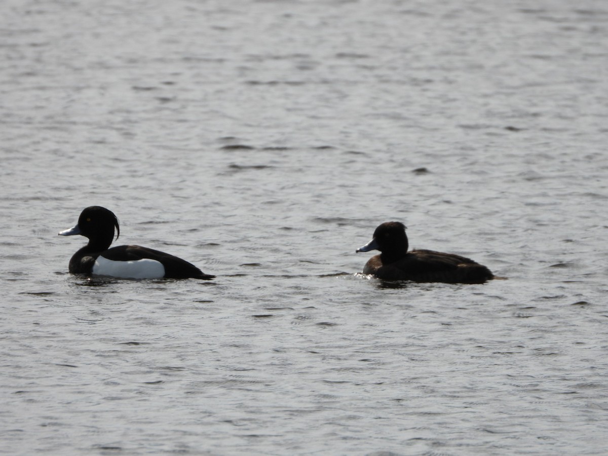 Tufted Duck - ML618210476
