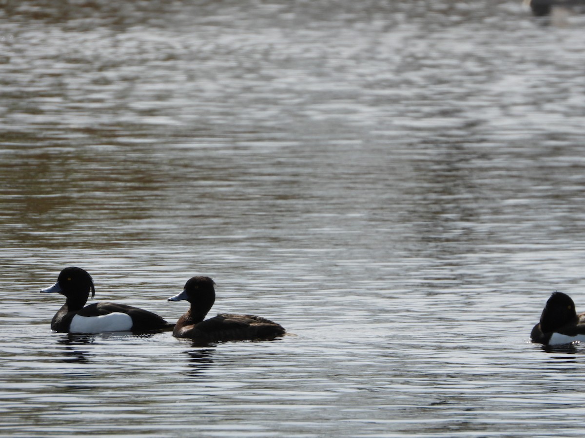 Tufted Duck - ML618210477
