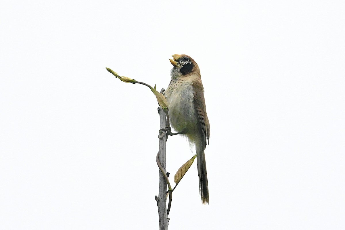 Spot-breasted Parrotbill - Dong Qiu