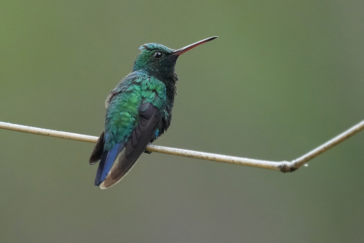 kolibřík modrobradý - ML618210514