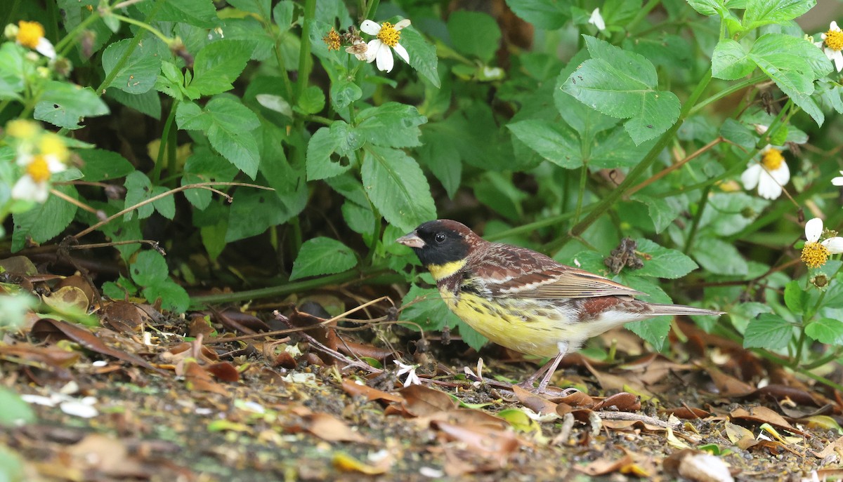 Yellow-breasted Bunting - ML618210516