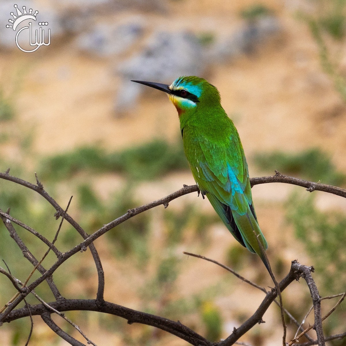 Blue-cheeked Bee-eater - ML618210555